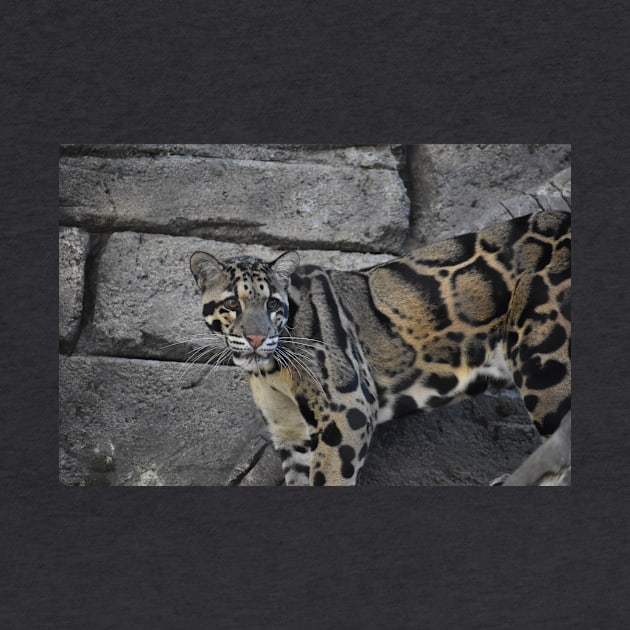 Clouded Leopard by Sharonzoolady